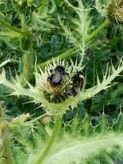 Cirsium spinosissimum