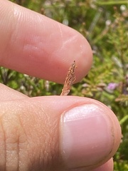 Eleocharis multicaulis