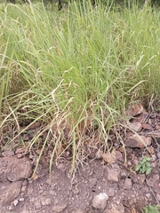 Rottboellia cochinchinensis