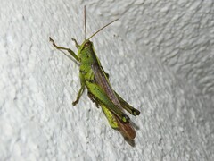 Schistocerca alutacea