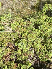 Juniperus brevifolia