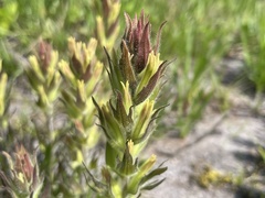 Castilleja cryptantha
