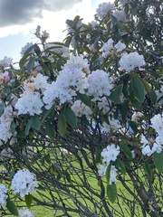 Rhaphiolepis umbellata