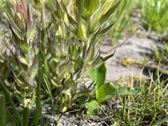Castilleja cryptantha