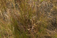 Schizachyrium condensatum