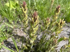 Castilleja cryptantha