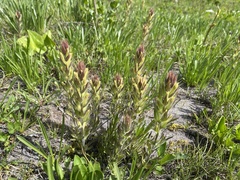 Castilleja cryptantha