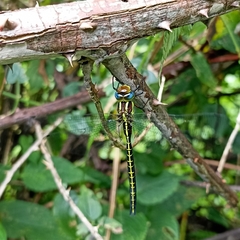 Cephalaeschna orbifrons
