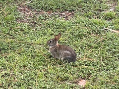 Sylvilagus floridanus floridanus