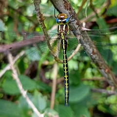 Cephalaeschna orbifrons