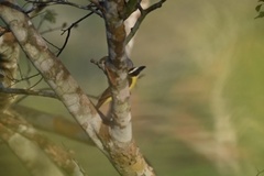 Megarynchus pitangua