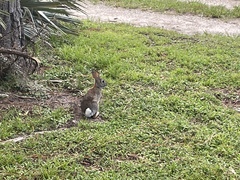 Sylvilagus floridanus floridanus