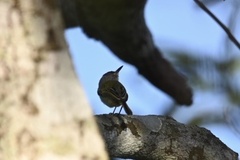 Todirostrum maculatum