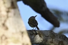 Todirostrum maculatum