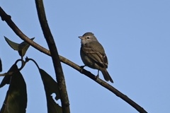 Camptostoma obsoletum