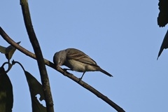 Camptostoma obsoletum