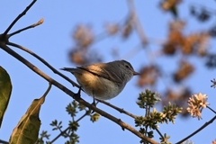 Camptostoma obsoletum