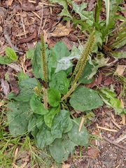 Plantago major
