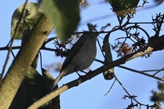 Camptostoma obsoletum