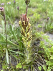 Castilleja cryptantha