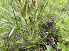 Castilleja cryptantha