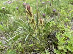 Castilleja cryptantha