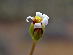 Brachyscome lineariloba