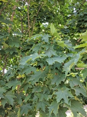 Acer platanoides
