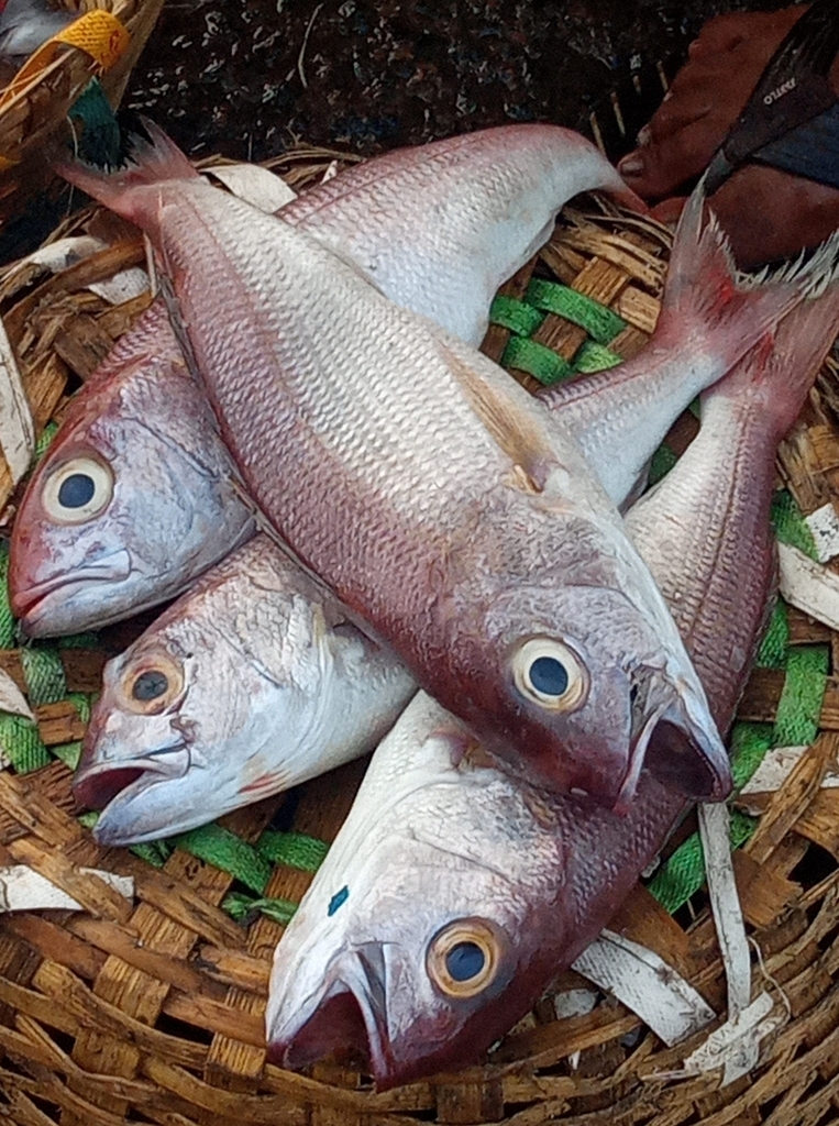 Scherptand-jobvis (Pristipomoides typus) — Lutjanidae