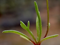 Brachyscome lineariloba