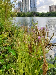 Physostegia correllii