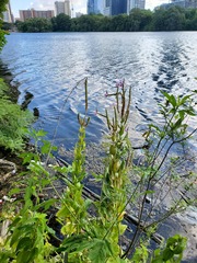 Physostegia correllii
