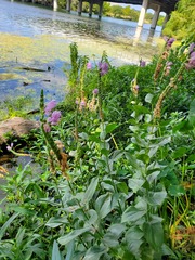 Physostegia correllii