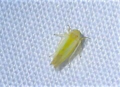 Alebra albostriella