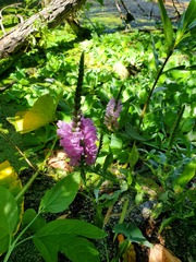 Physostegia correllii