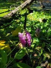 Physostegia correllii
