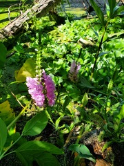 Physostegia correllii