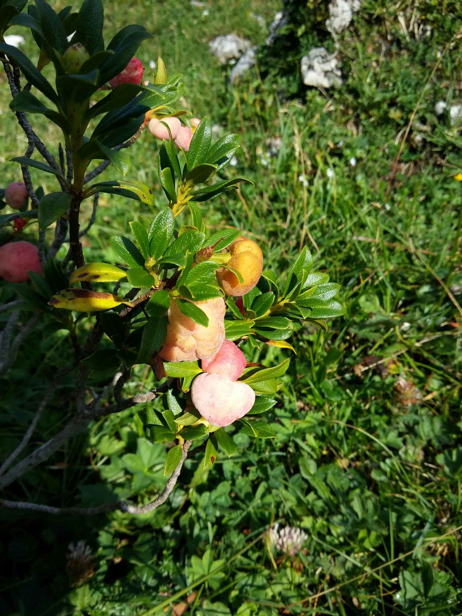 Exobasidium rhododendri image