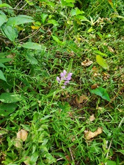 Physostegia correllii
