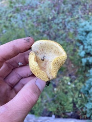 Suillus megaporinus