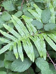 Polypodium macaronesicum azoricum