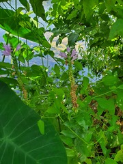 Physostegia correllii