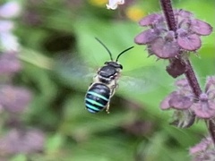 Nomia iridescens
