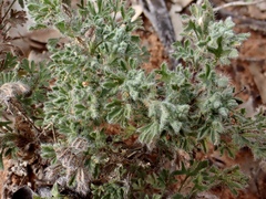 Vittadinia dissecta hirta