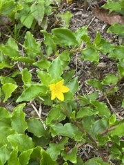Lysimachia azorica