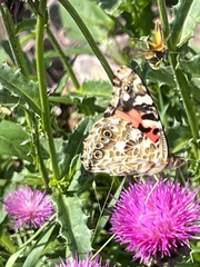 Vanessa cardui