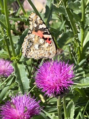 Vanessa cardui