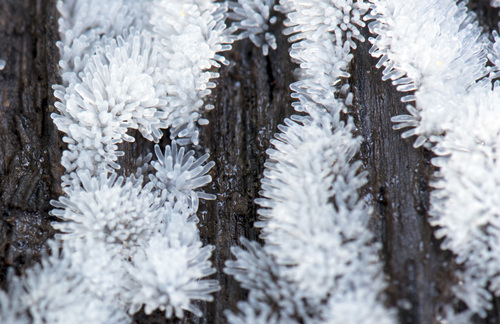 Šakotasis gleivukas nuotrauka
