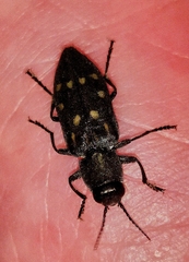 Melanophila consputa