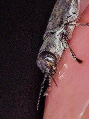 Melanophila consputa